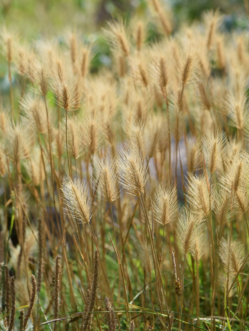 Seaside Barley photo 4