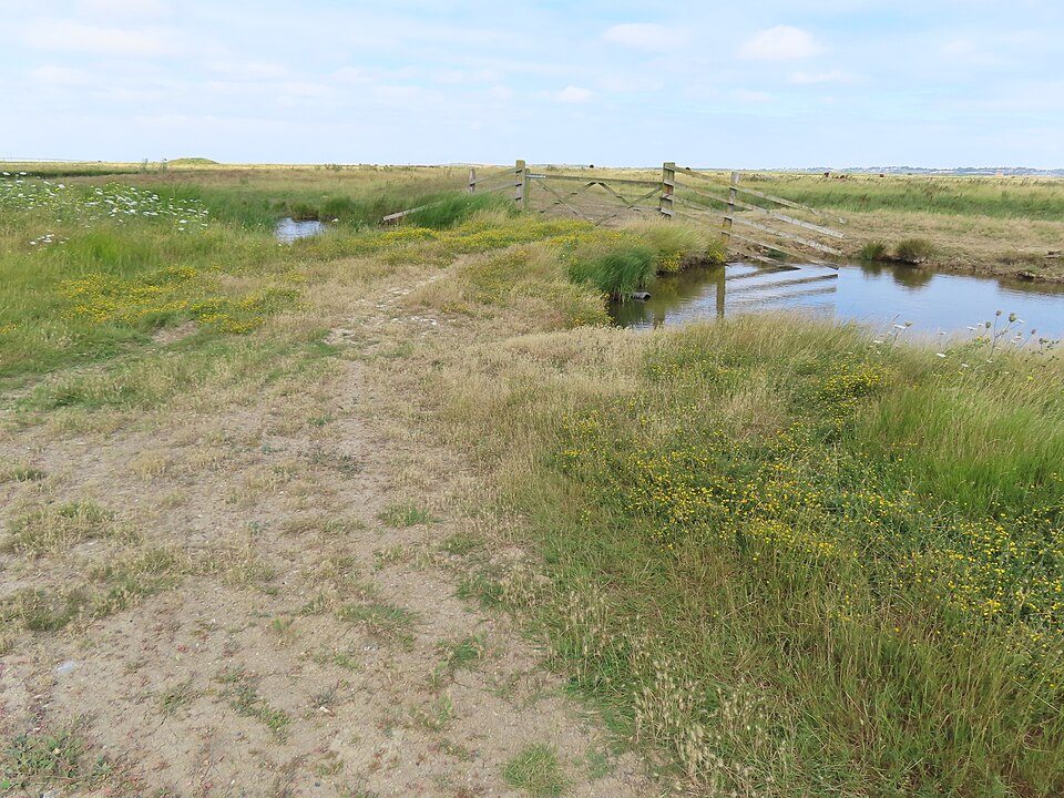 Seaside Barley photo 5