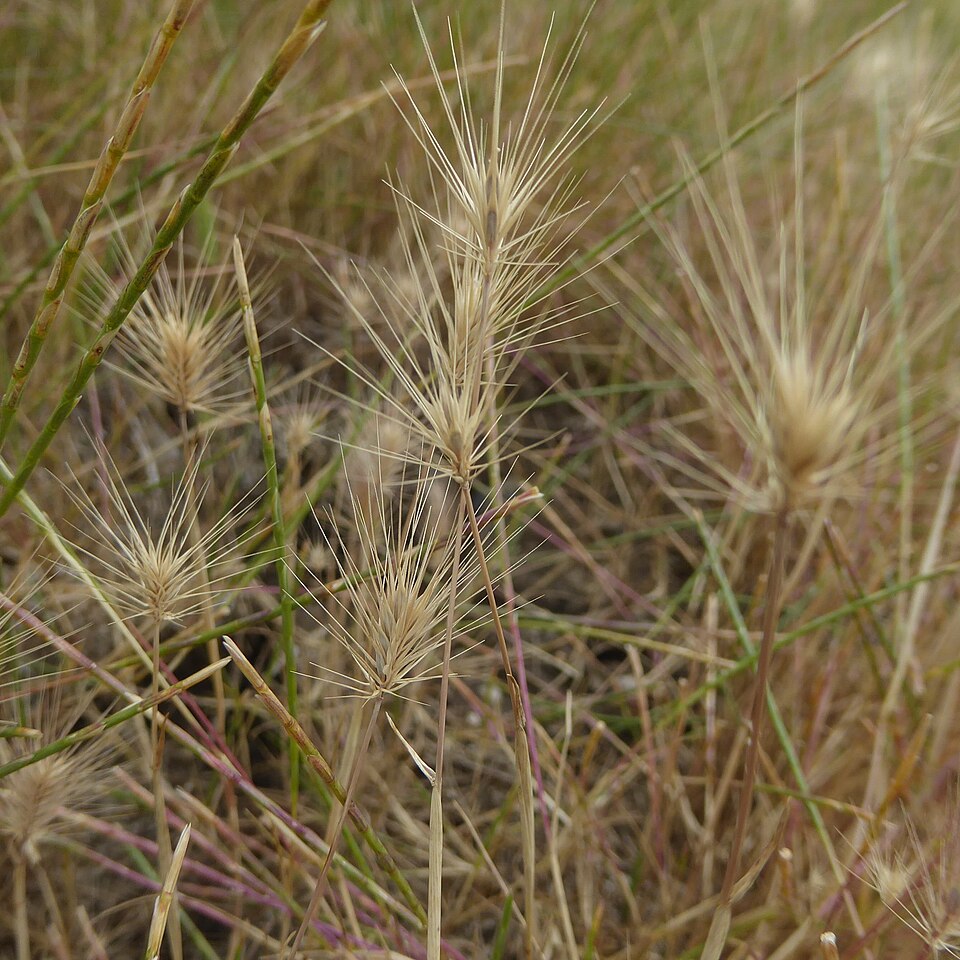 Seaside Barley