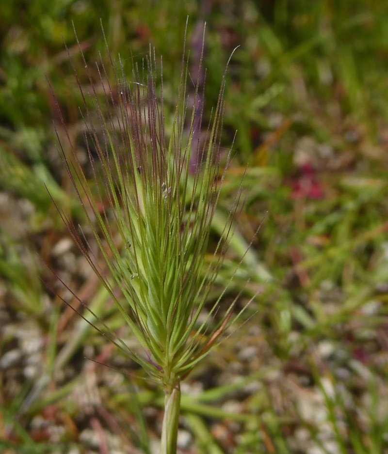 Seaside Barley photo 6