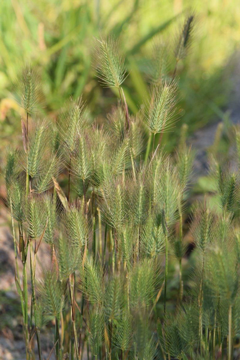Seaside Barley photo 7