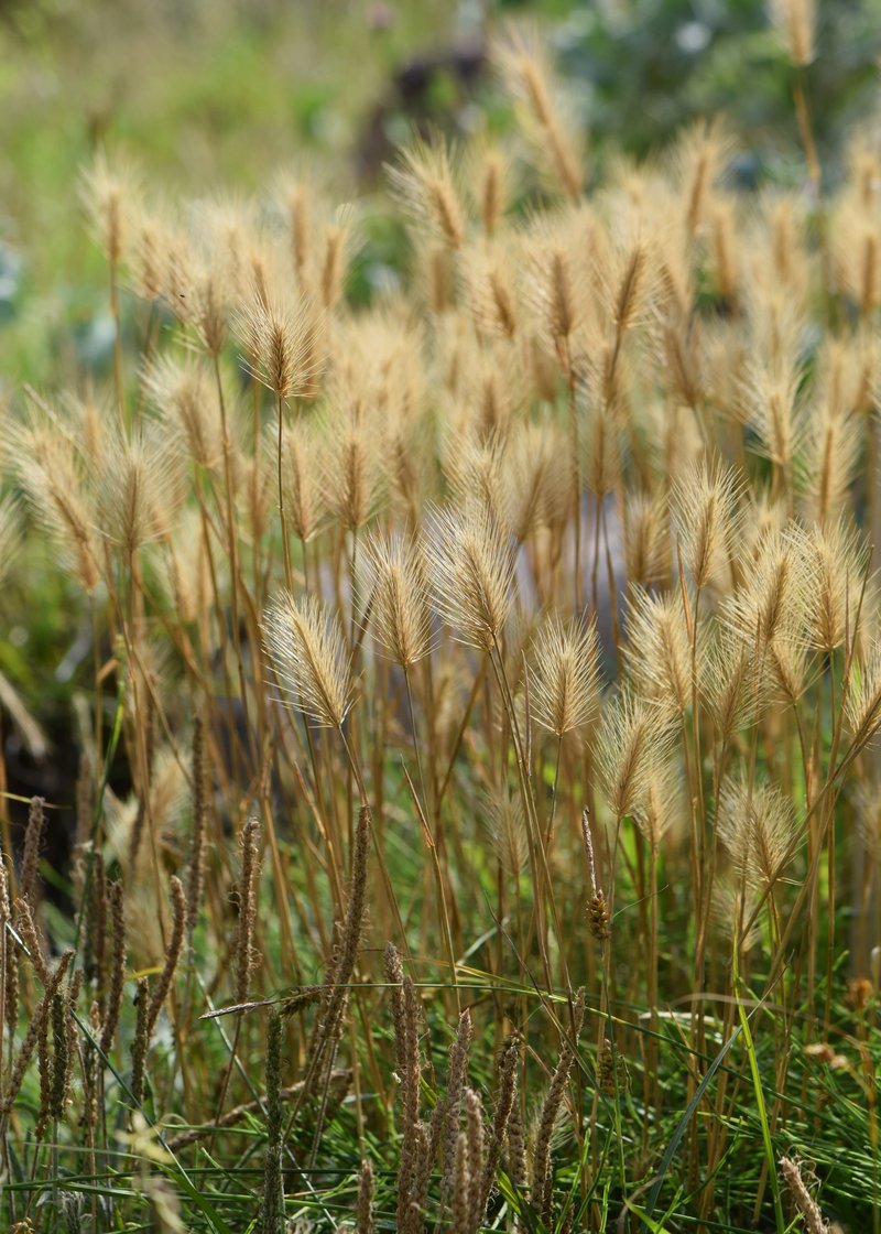 Seaside Barley photo 8