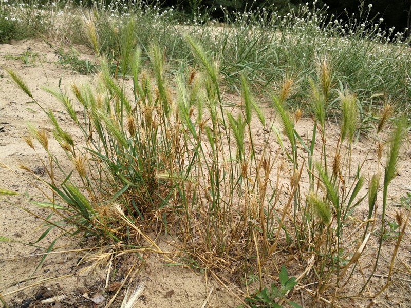 Mouse Barley photo 4