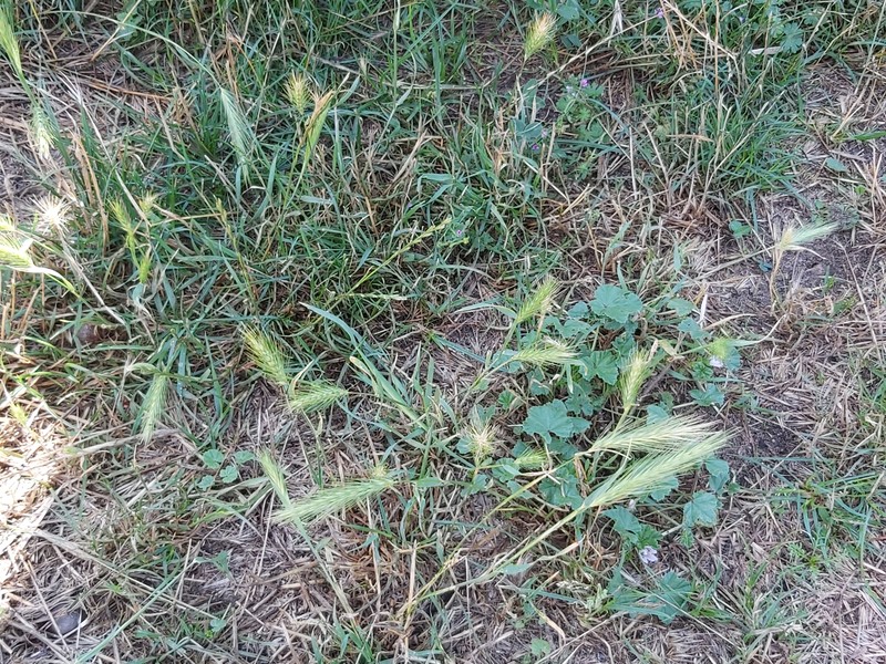Mouse Barley photo 5