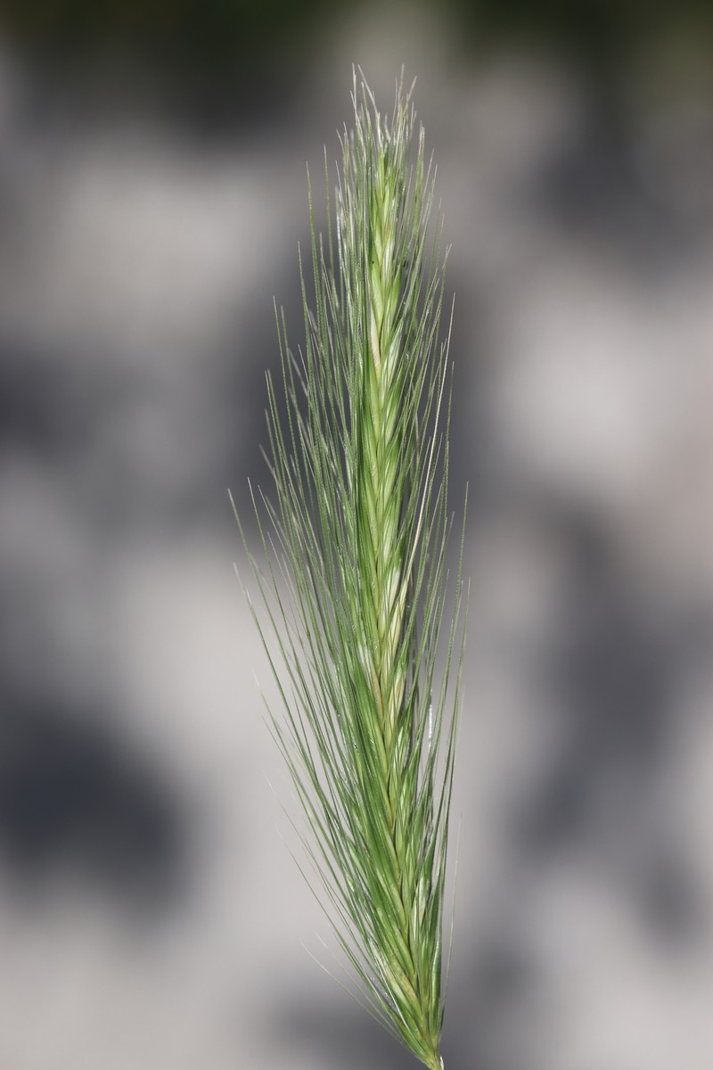 Mouse Barley photo 6