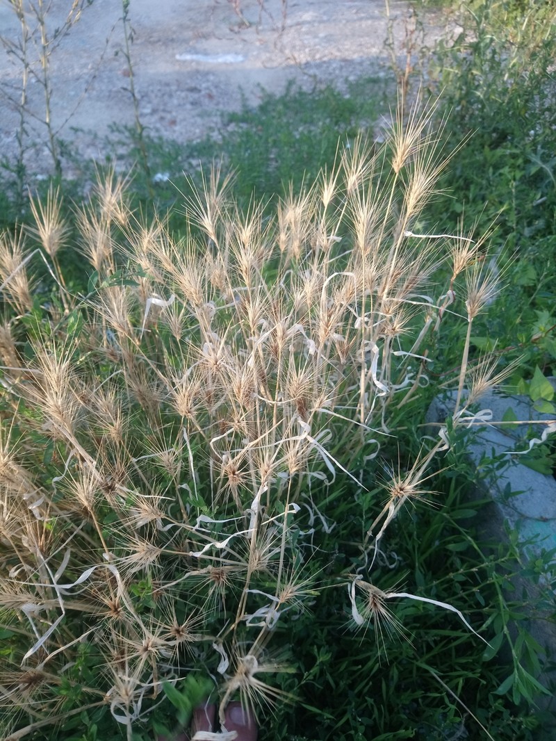 Mouse Barley photo 7
