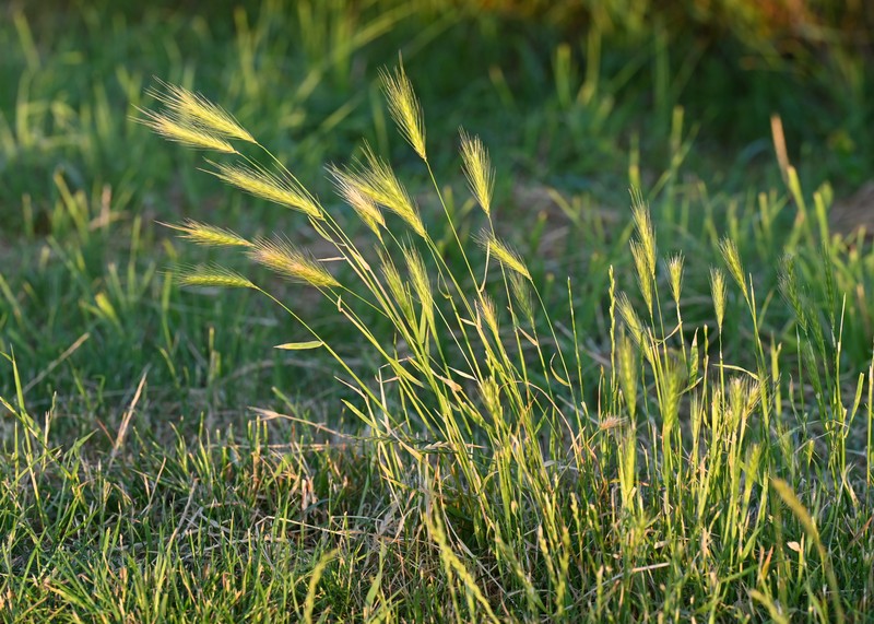 Mouse Barley photo 2
