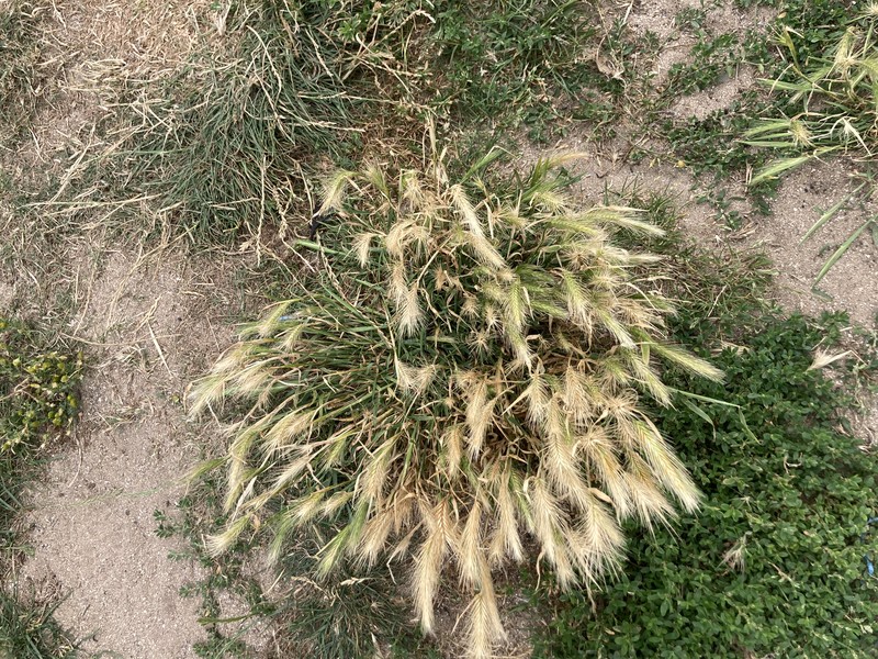 Mouse Barley photo 3
