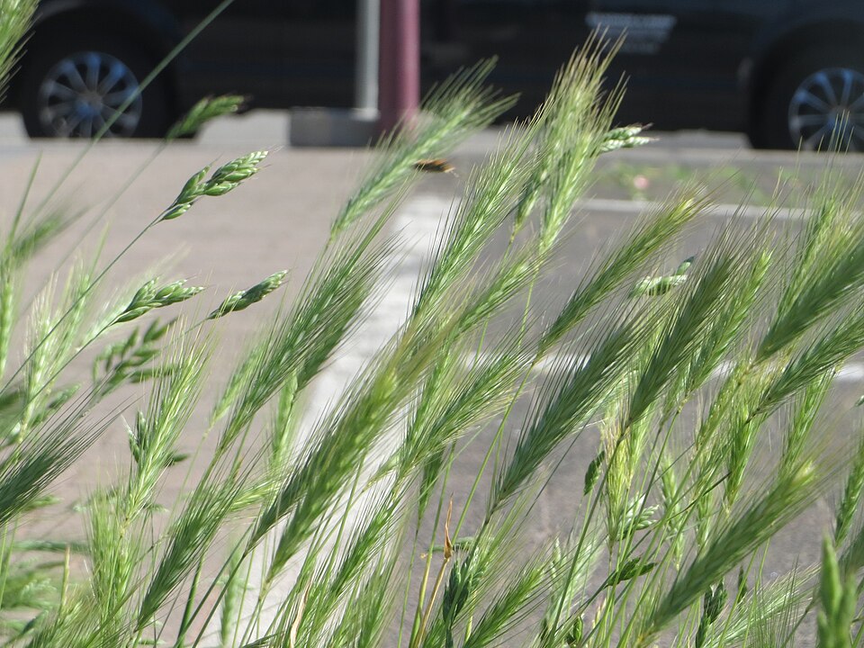 Mouse Barley photo 8