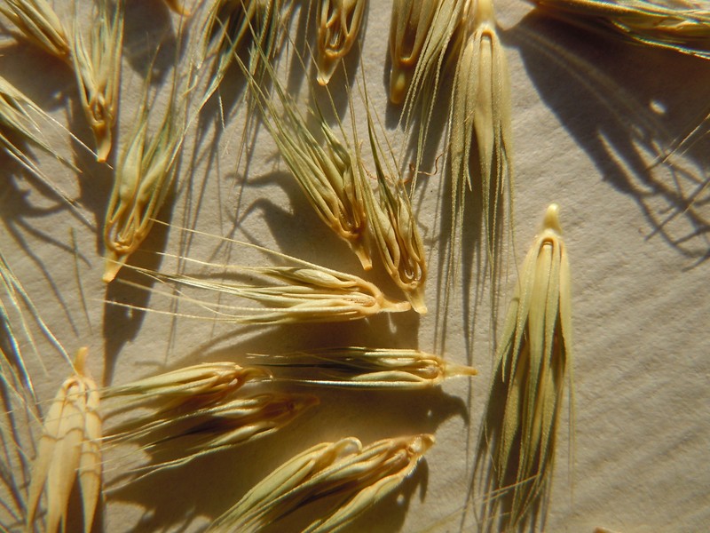 Little Barley photo 2