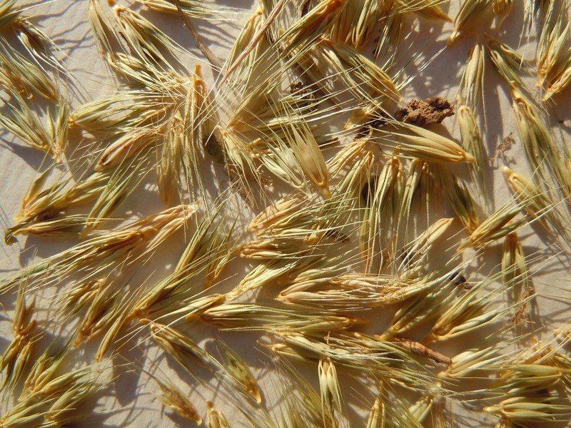 Little Barley photo 3