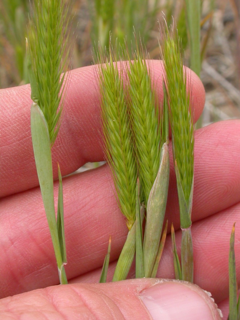 Little Barley photo 4