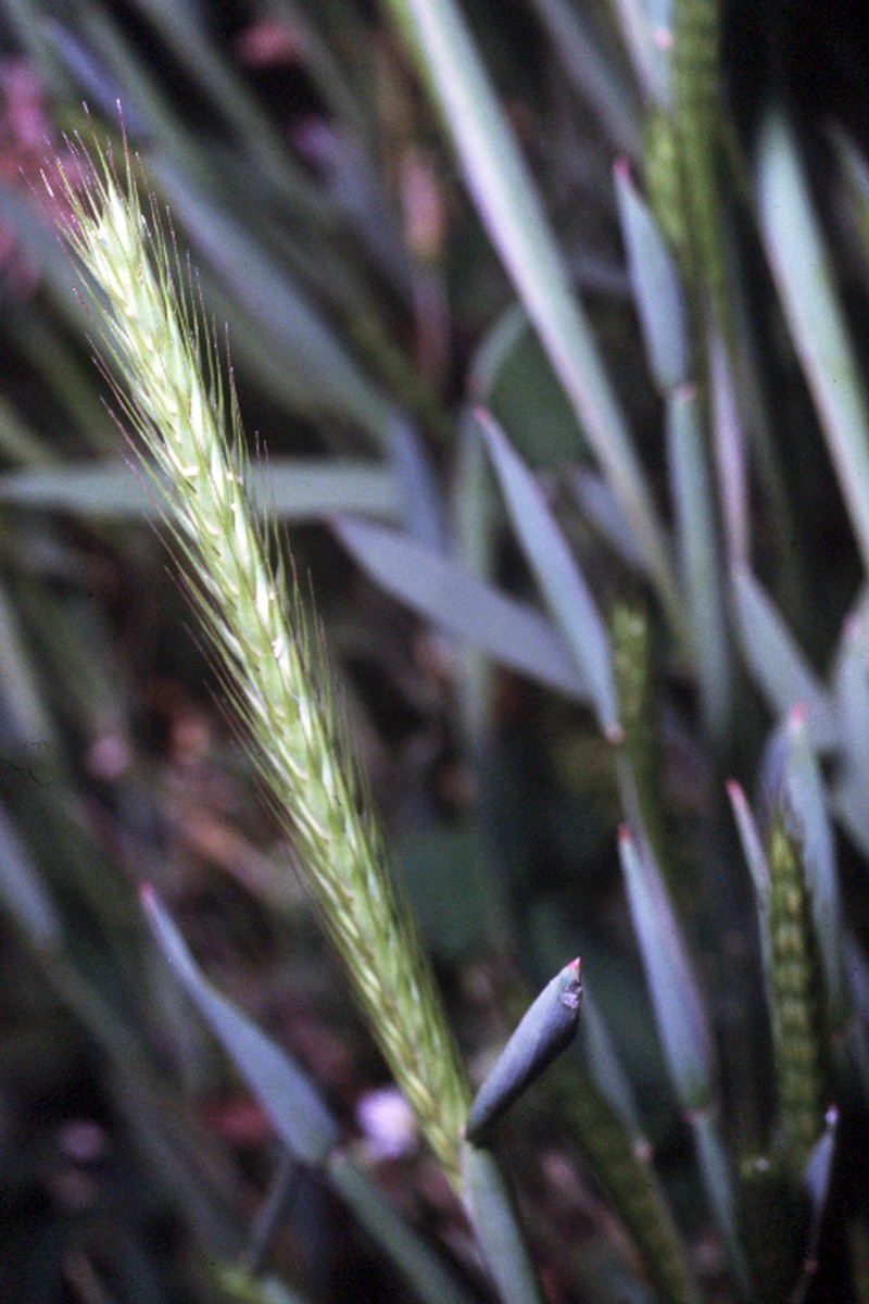 Little Barley photo 5