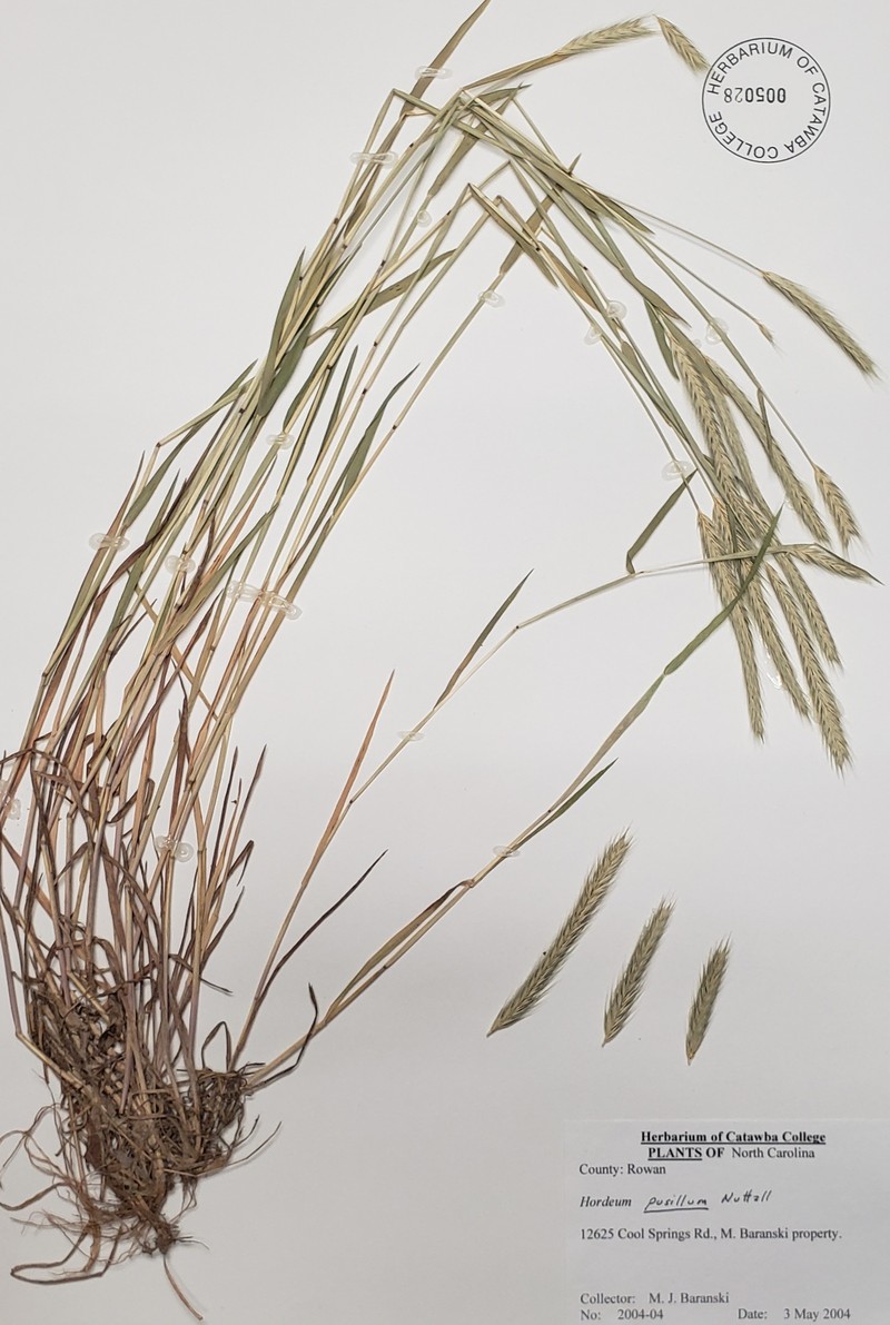 Little Barley photo 6