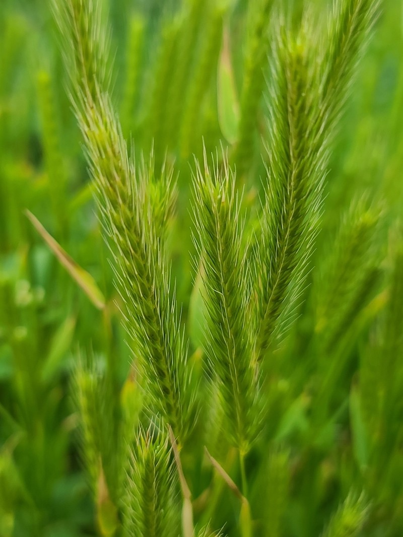 Little Barley photo 2