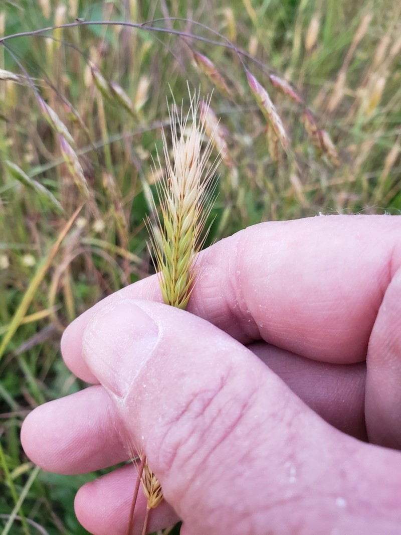 Little Barley photo 3