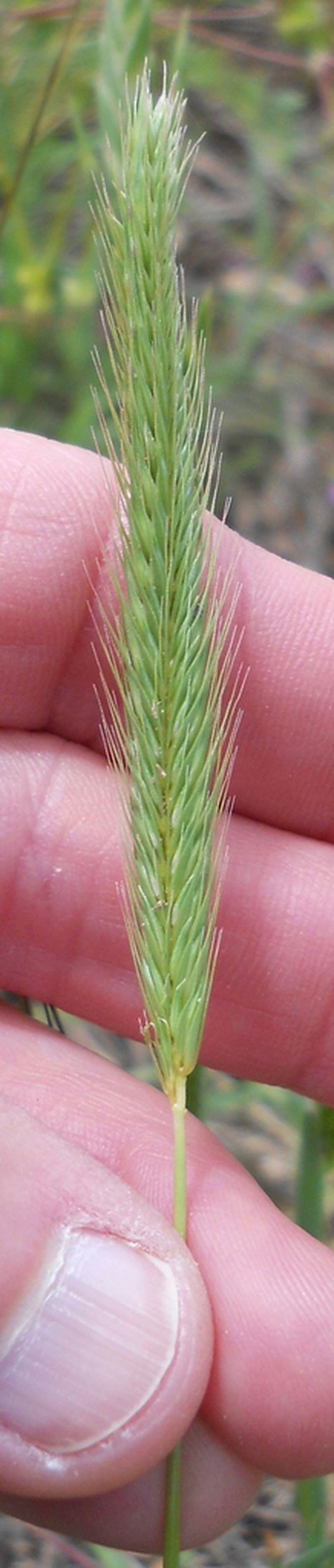 Little Barley photo 4