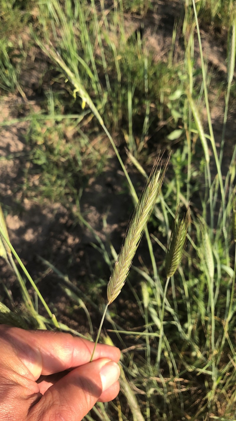 Little Barley photo 5