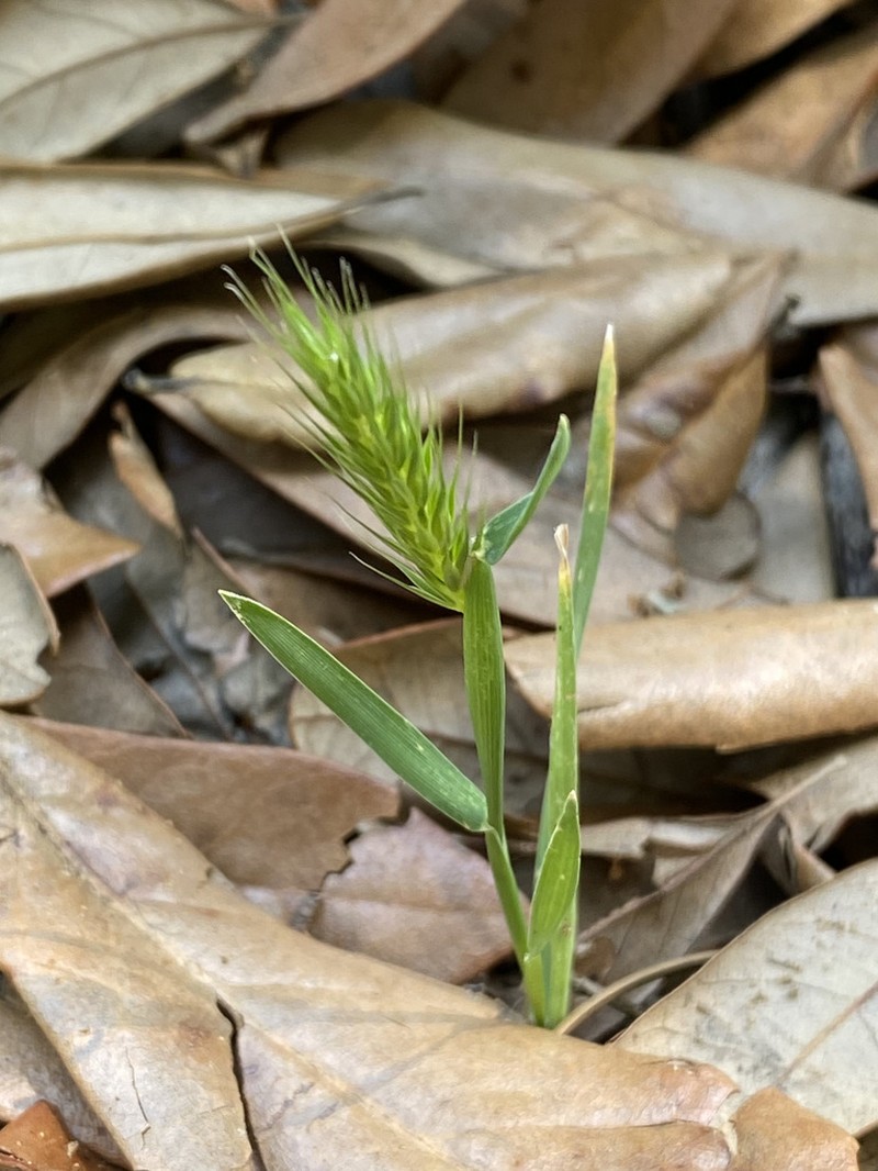 Little Barley photo 7