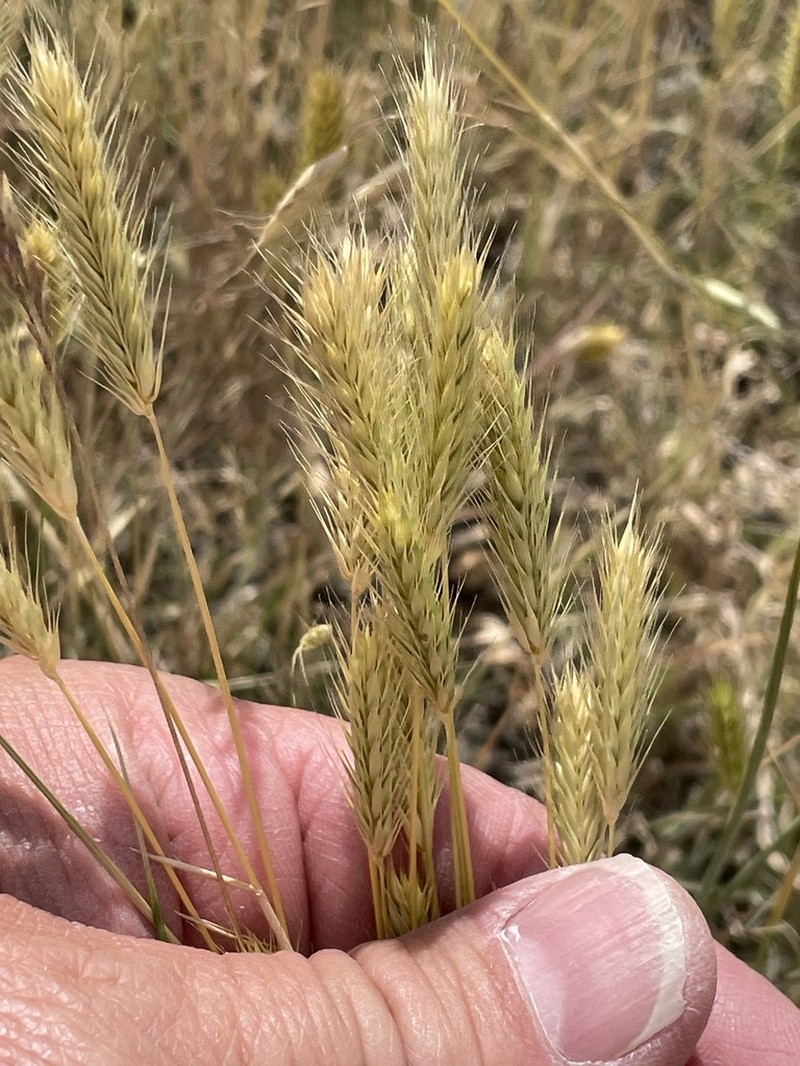 Little Barley photo 8