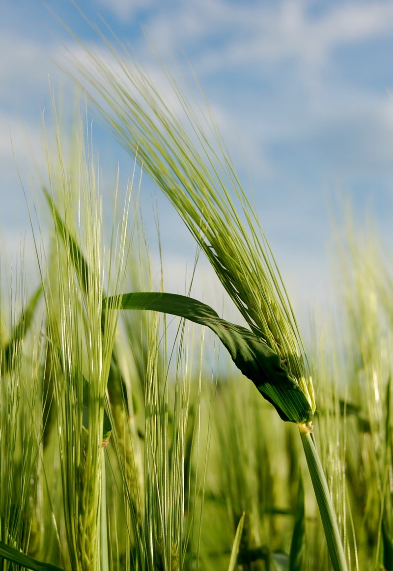 Common Barley photo 4