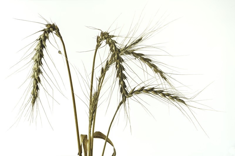 Common Barley photo 2