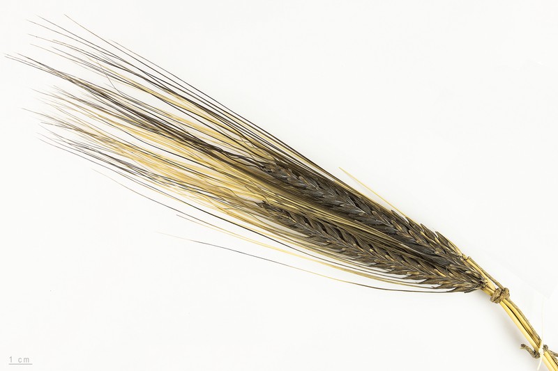 Common Barley photo 3