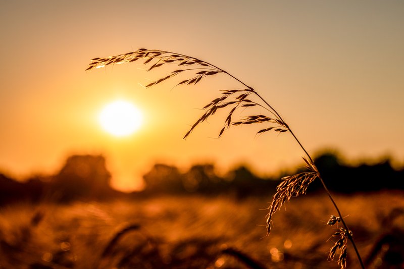 Common Barley photo 5
