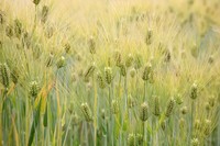 Common Barley