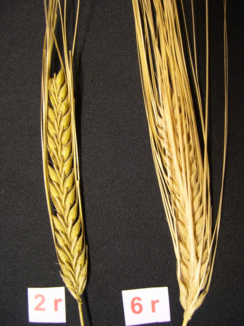 Common Barley photo 7