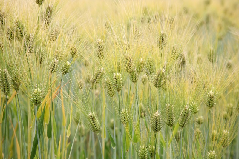 Hordeum vulgare subsp. vulgare