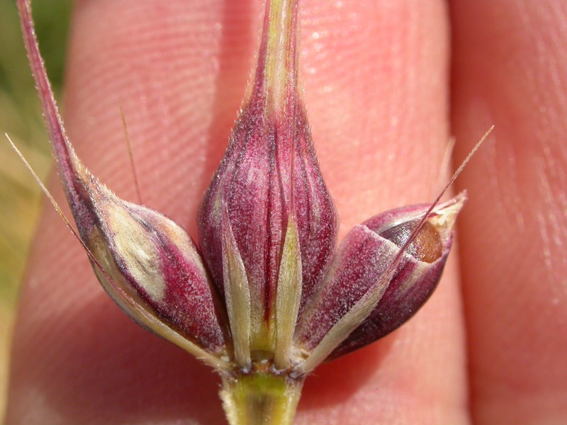 Hordeum vulgare subsp. vulgare photo 2