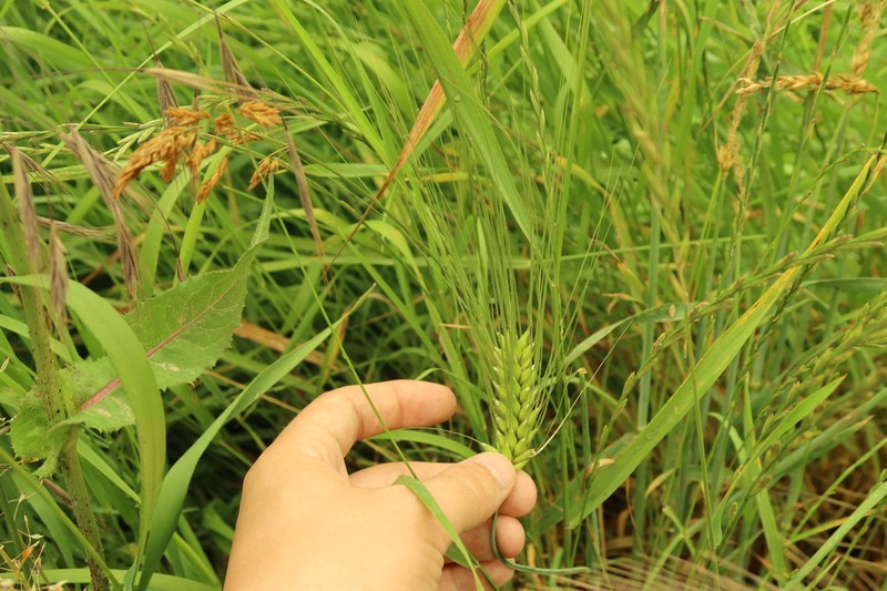 Hordeum vulgare subsp. vulgare photo 3