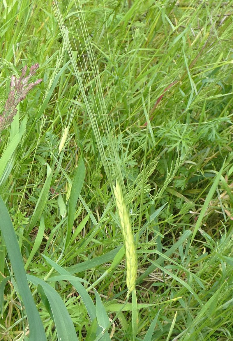 Hordeum vulgare subsp. vulgare photo 4