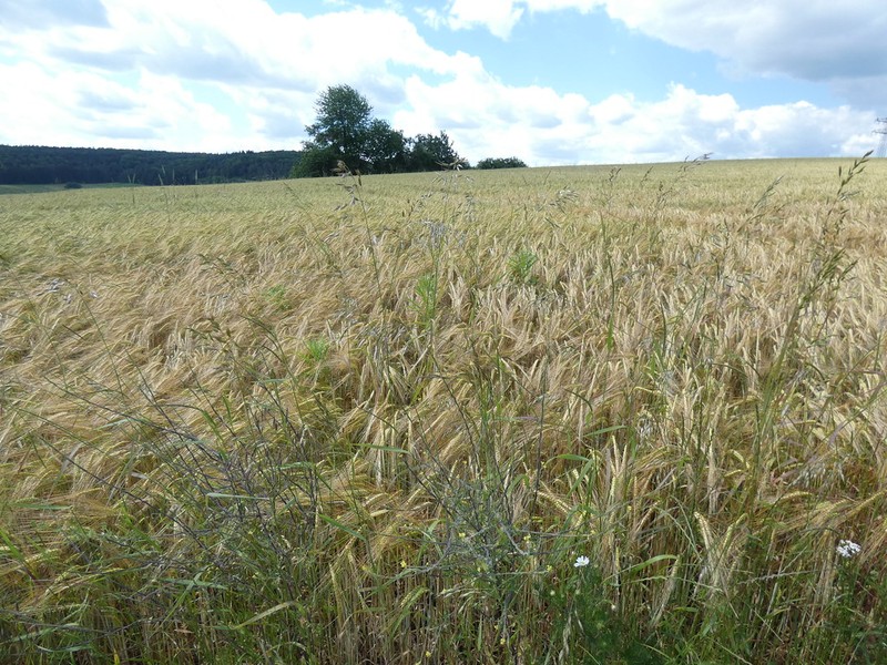 Hordeum vulgare subsp. vulgare photo 5