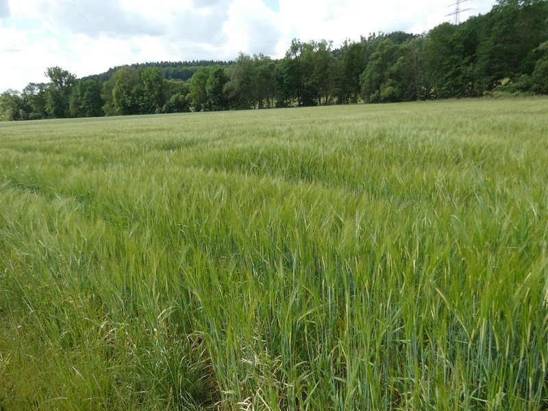 Hordeum vulgare subsp. vulgare photo 6
