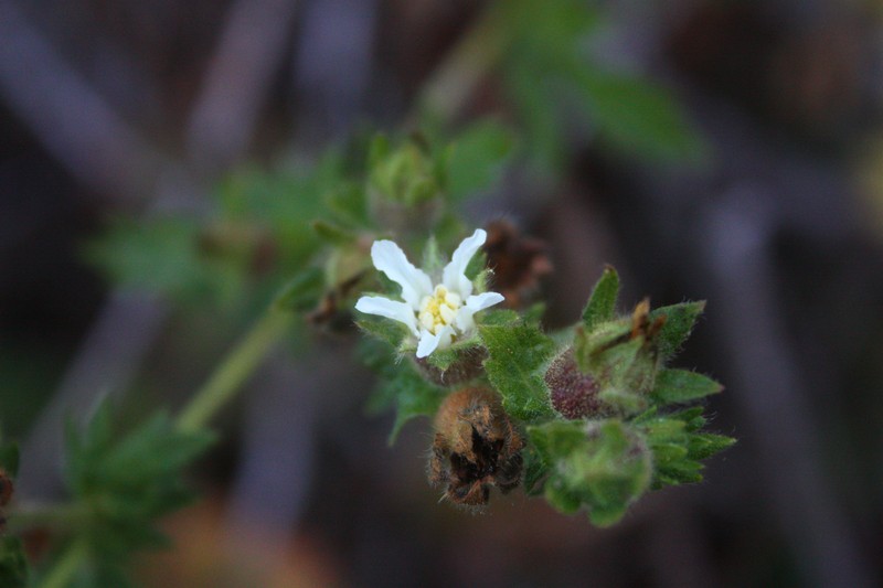 California Horkelia