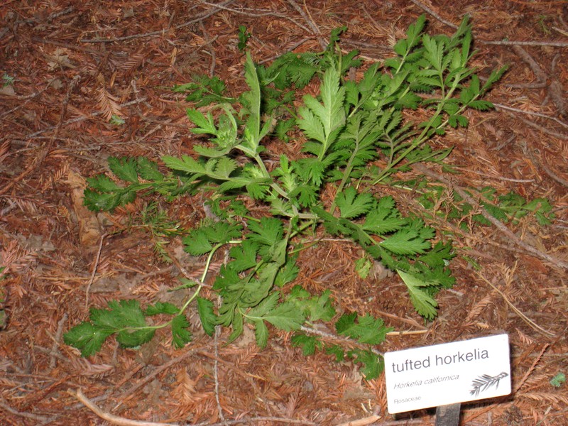 California Horkelia photo 2