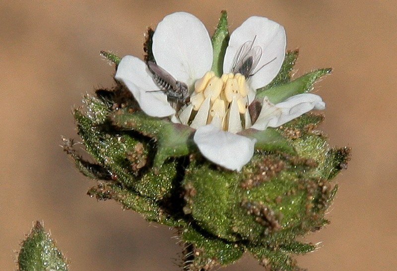 Wedgeleaf Horkelia