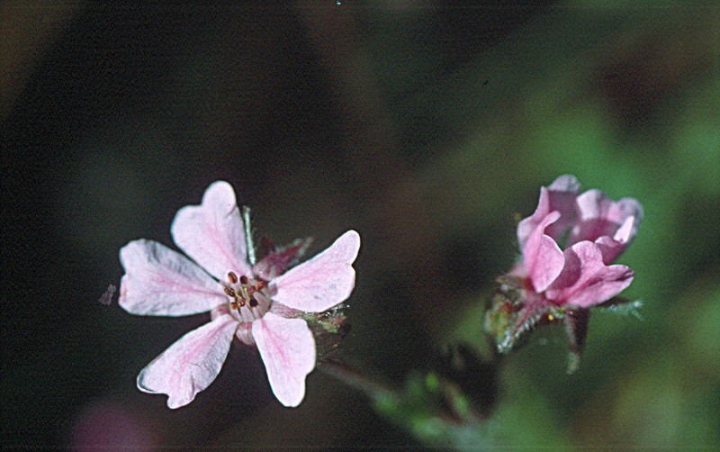 Carrotleaf Horkelia