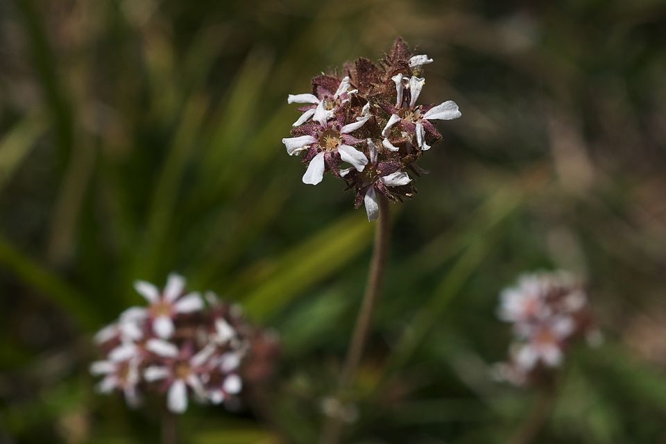 Pinewoods Horkelia