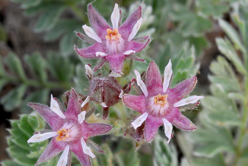 Henderson's Horkelia