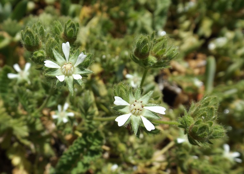 Point Reyes Horkelia photo 2