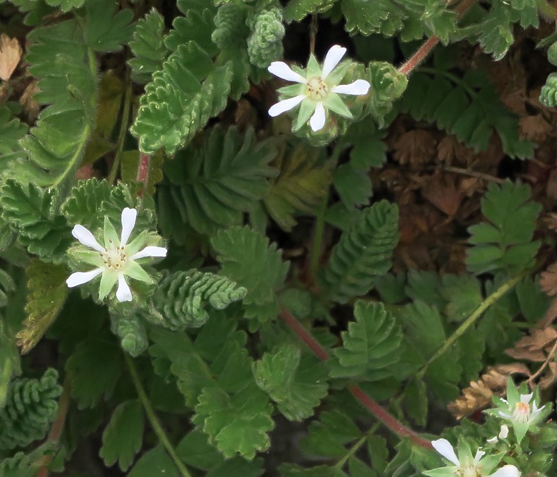 Point Reyes Horkelia photo 3