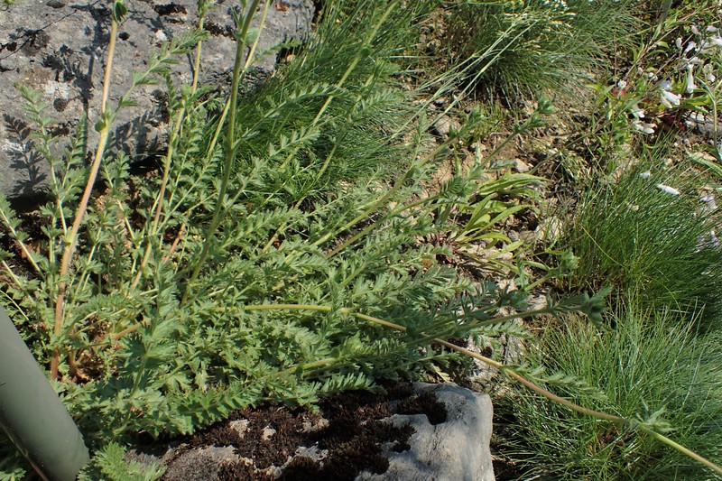 Rydberg's Horkelia photo 4