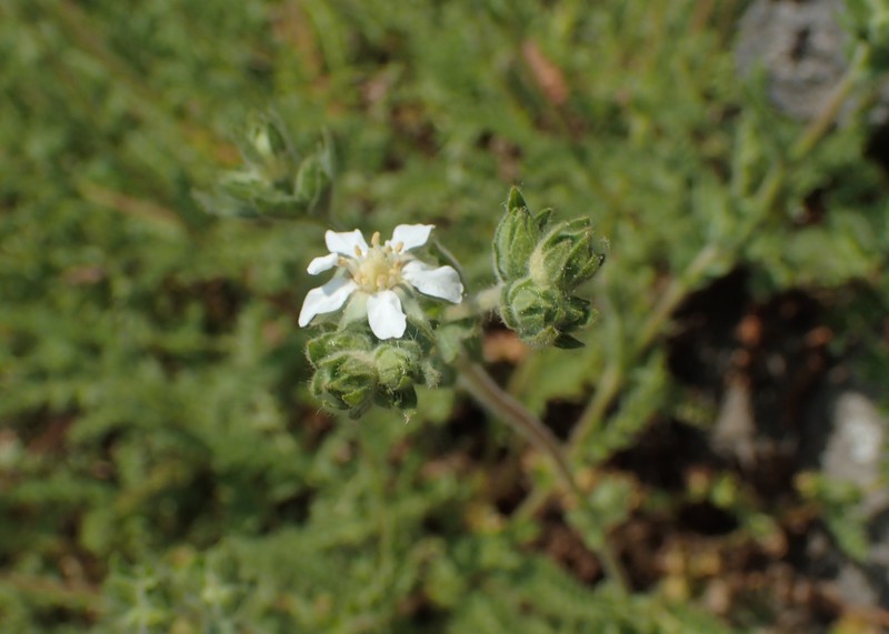 Rydberg's Horkelia photo 5
