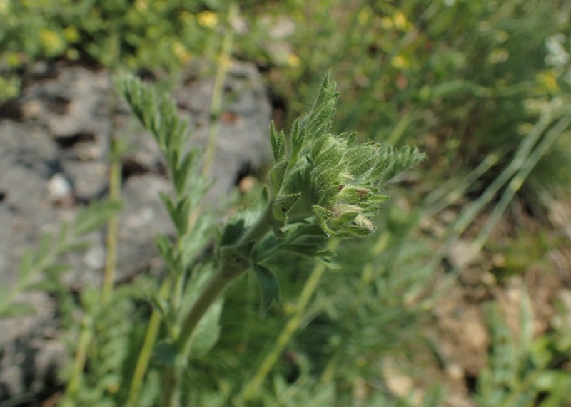 Rydberg's Horkelia photo 2