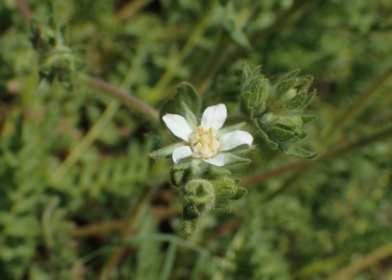 Rydberg's Horkelia photo 3