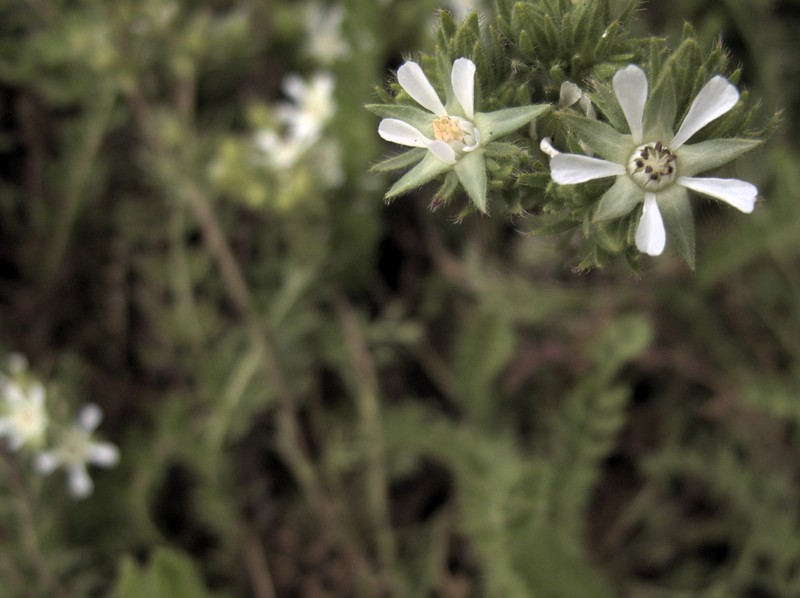 Santa Rosa Horkelia photo 2