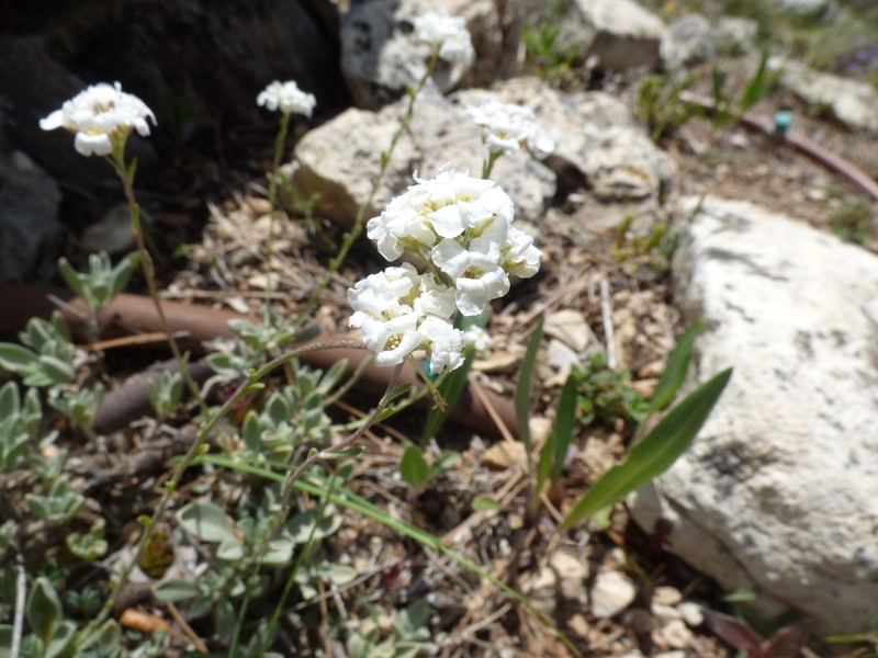 Hormathophylla cadevalliana